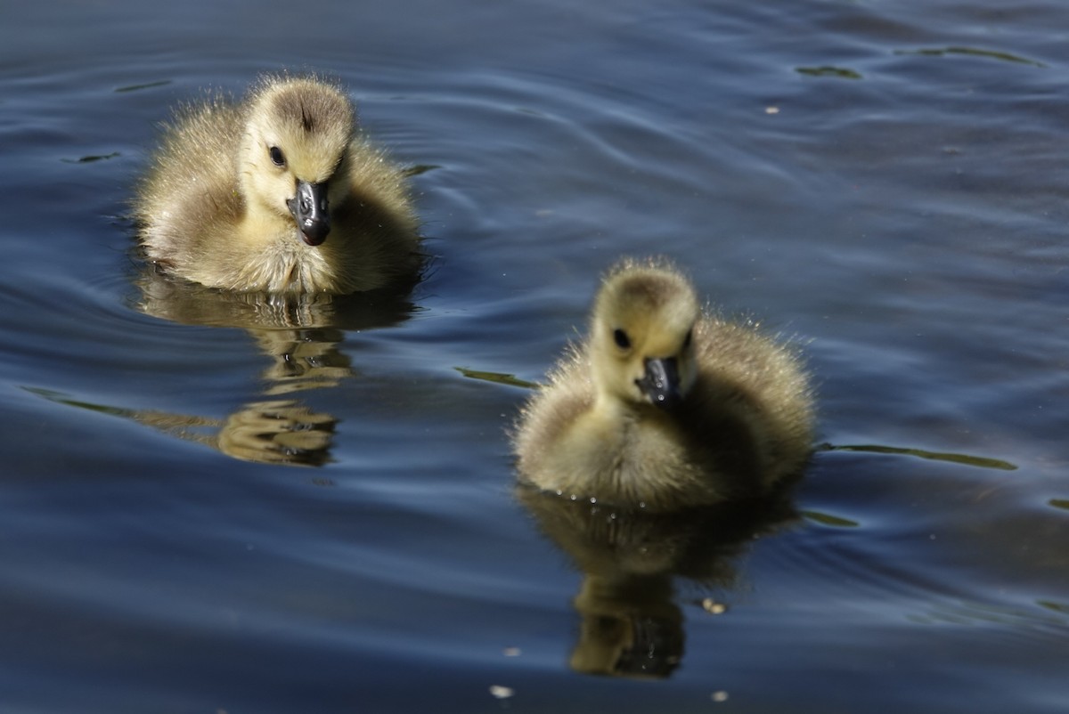 Canada Goose - ML619323883