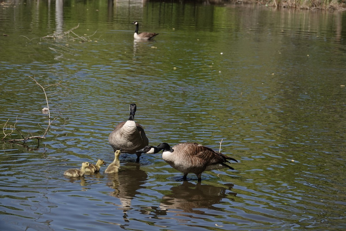 Canada Goose - ML619323885