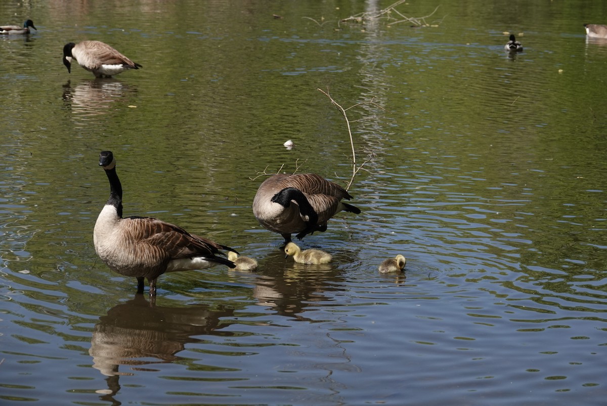 Canada Goose - ML619323886