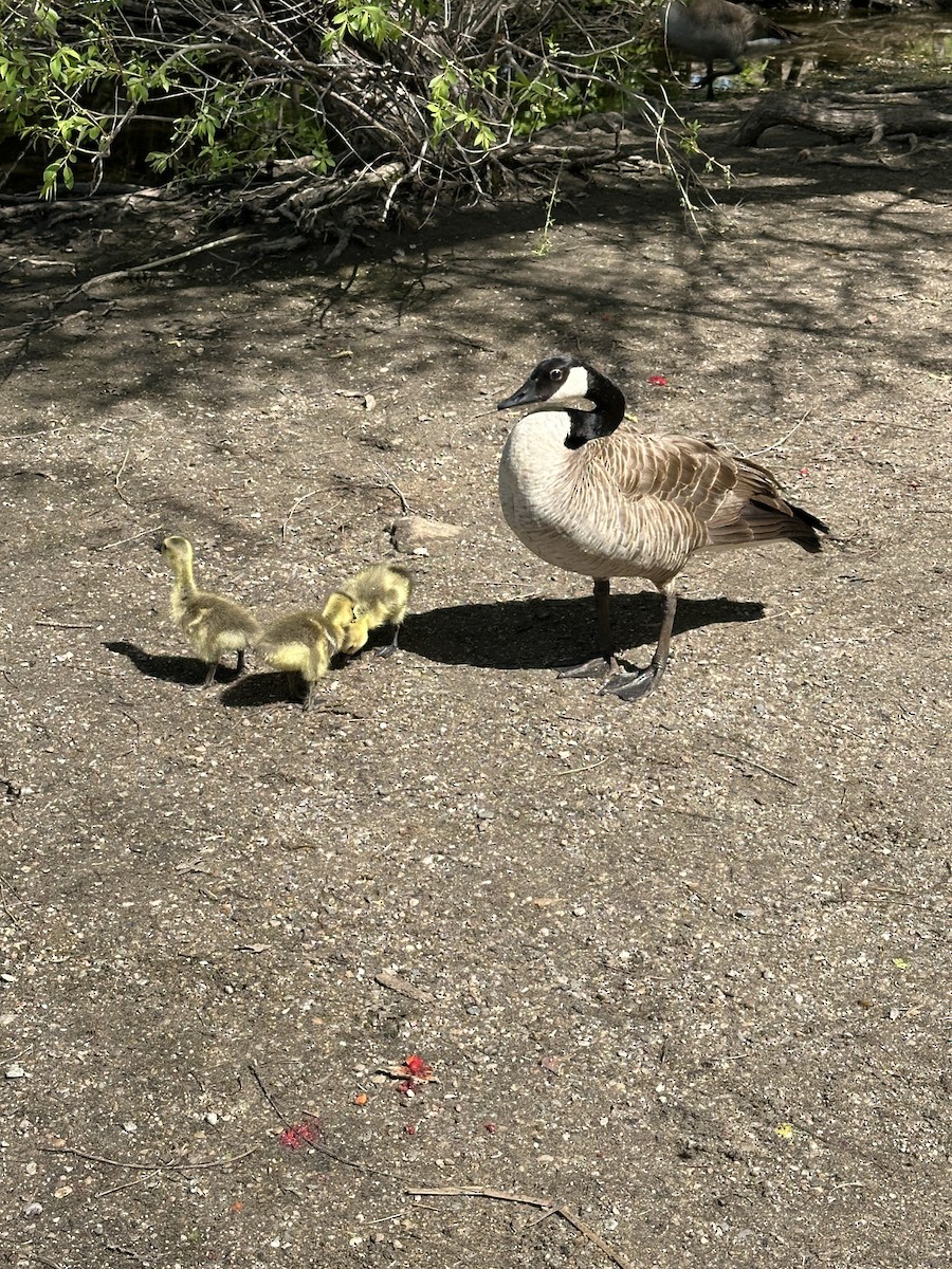 Canada Goose - ML619323888