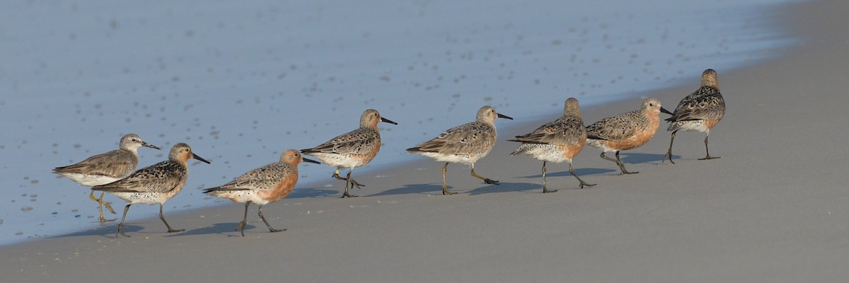 Red Knot - ML619323891