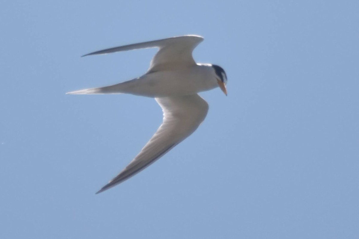 Least Tern - Frank Boston