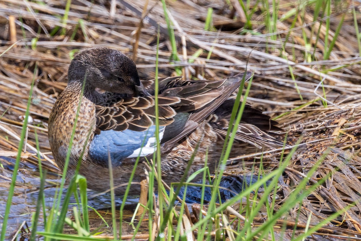 Zertzeta kanelakara - ML619323901