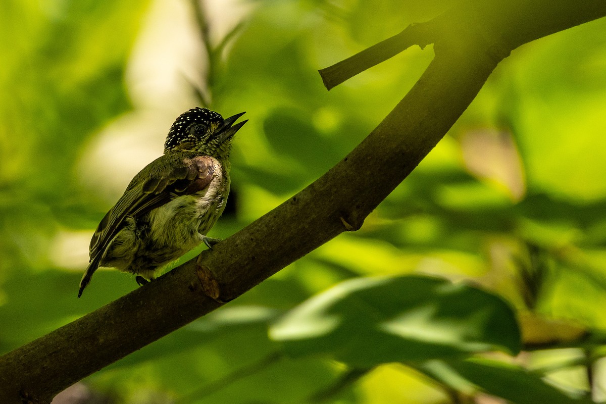 Grayish Piculet - ML619323903