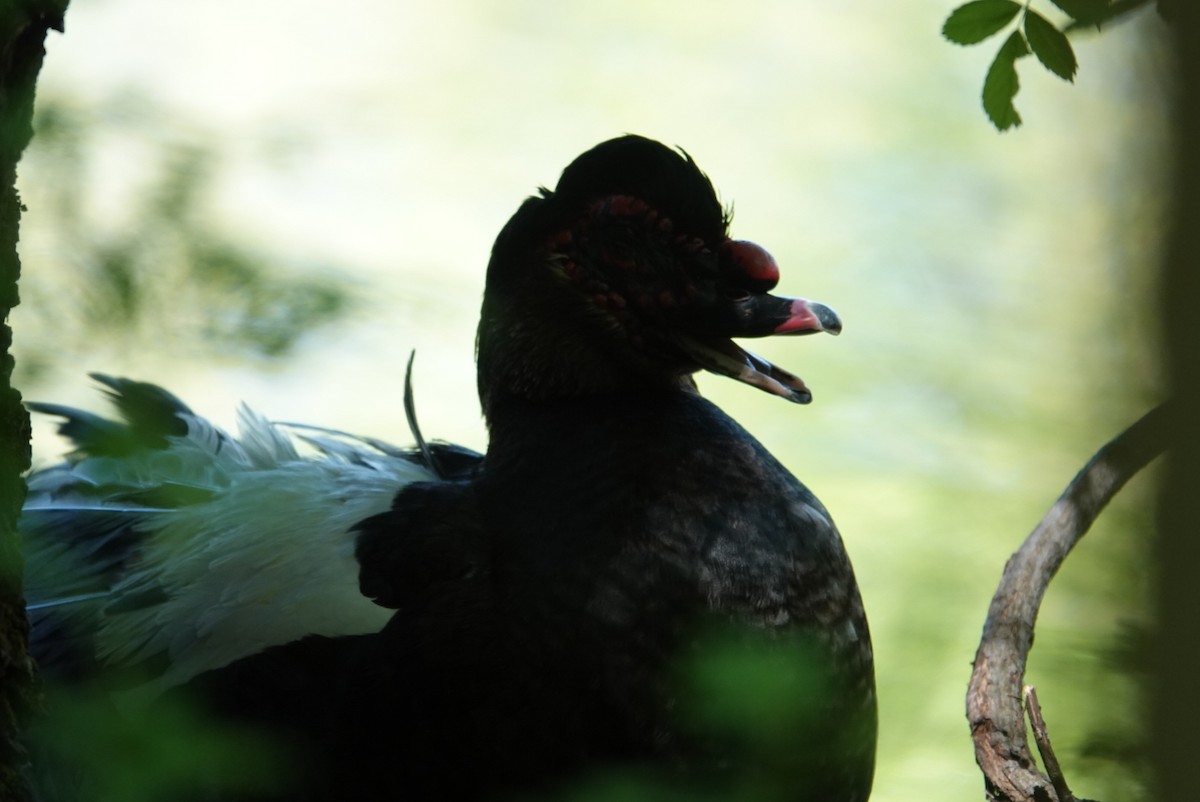 Muscovy Duck (Domestic type) - Heather Simonson