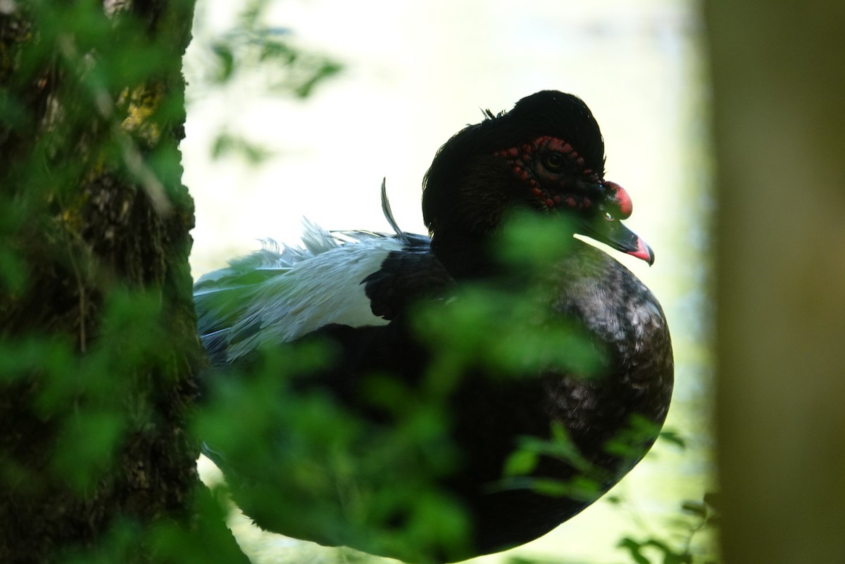 Muscovy Duck (Domestic type) - Heather Simonson