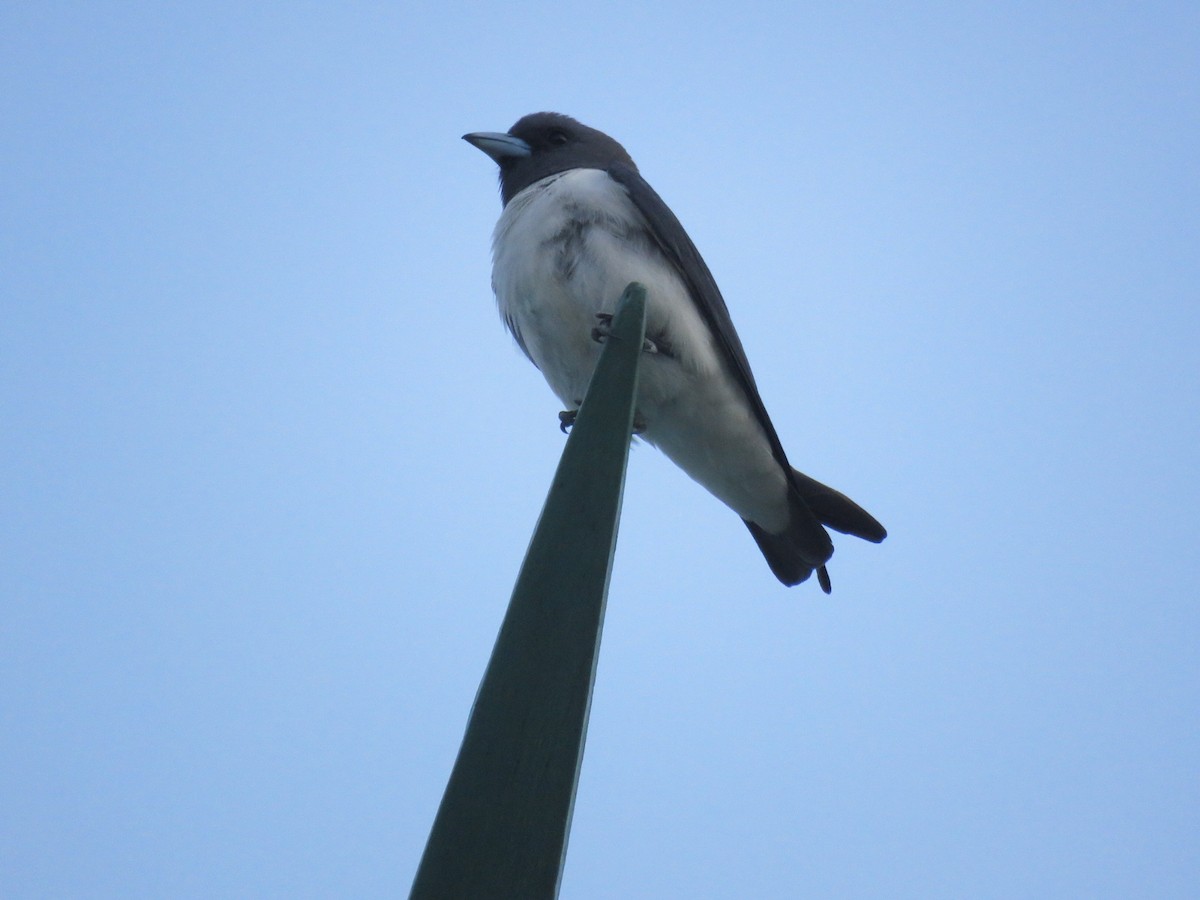 White-breasted Woodswallow - ML619323914