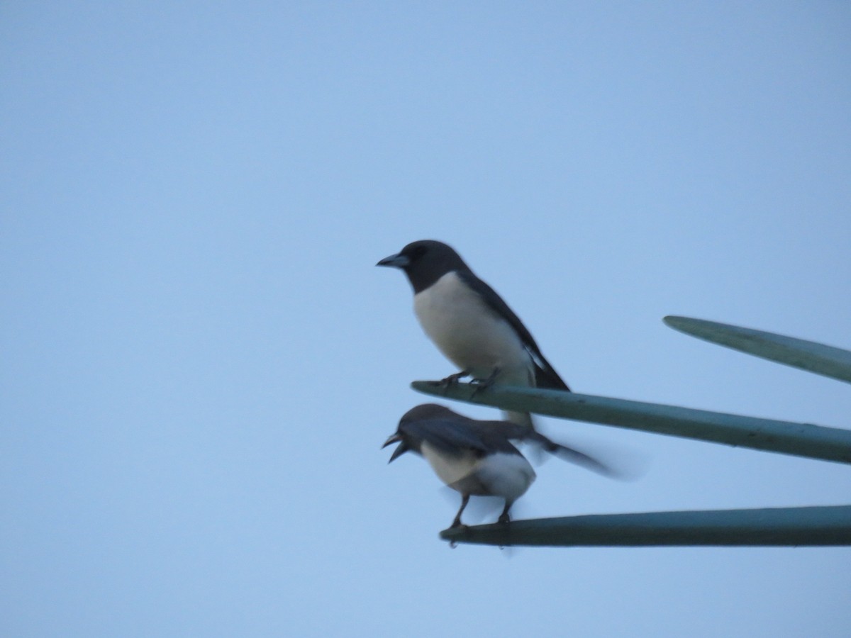 White-breasted Woodswallow - ML619323915