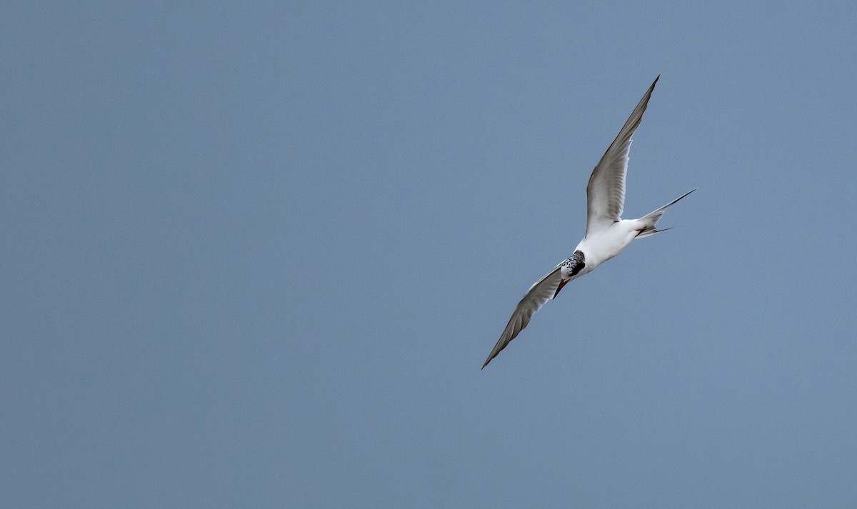 Forster's Tern - Linda Sullivan