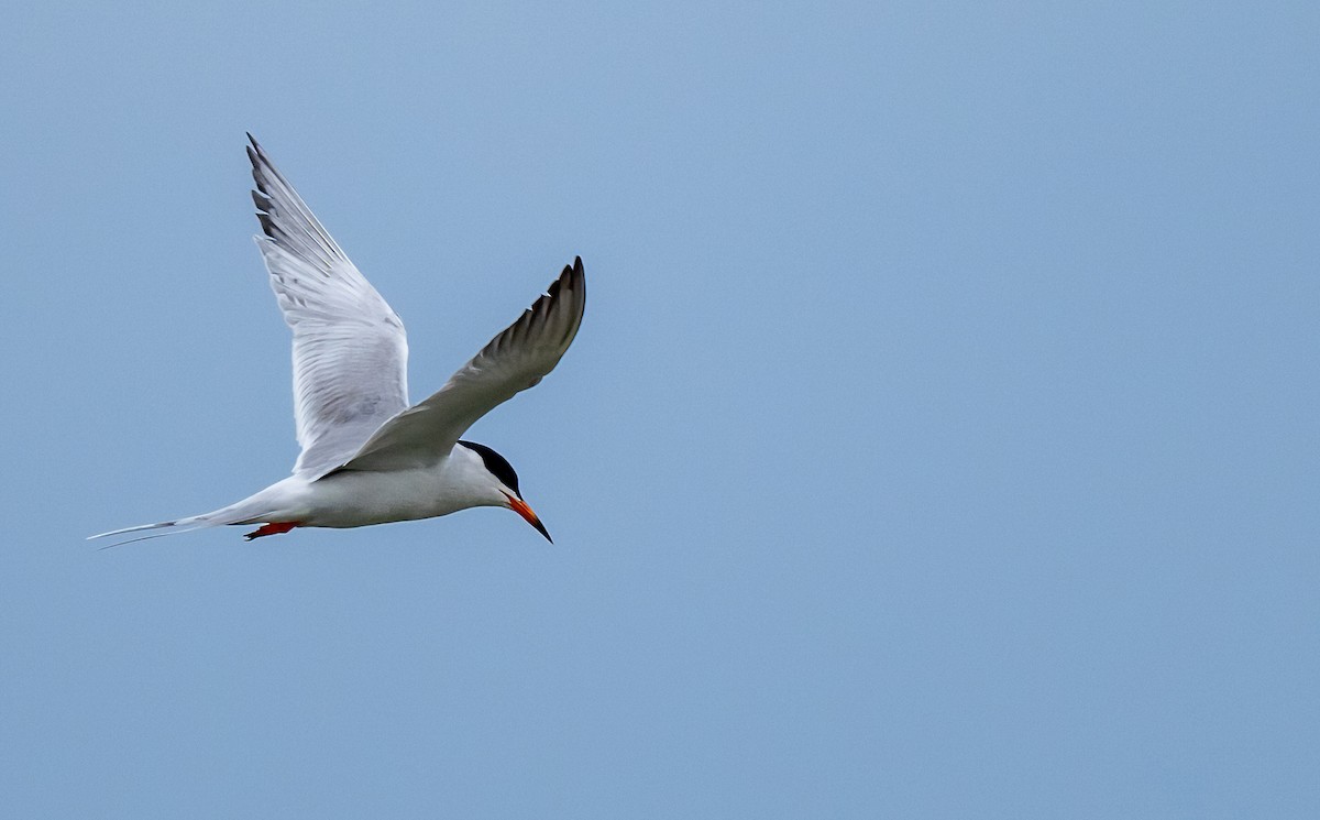 Forster's Tern - Linda Sullivan