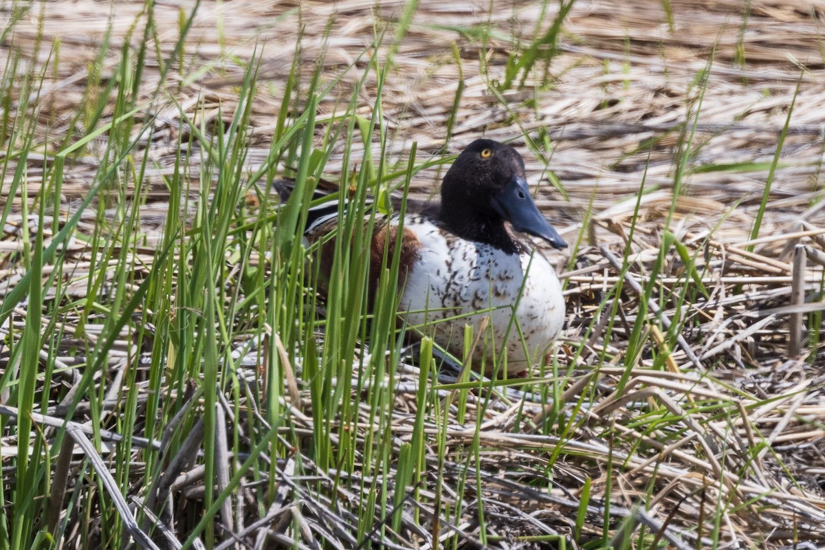 Ahate mokozabal zuria - ML619323927