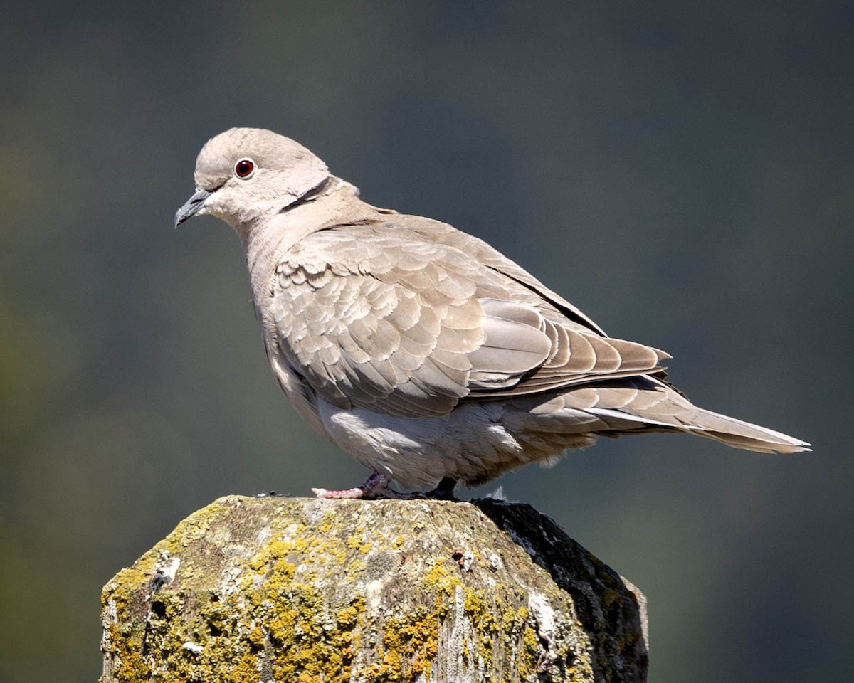 Eurasian Collared-Dove - Katherine Scrimshaw