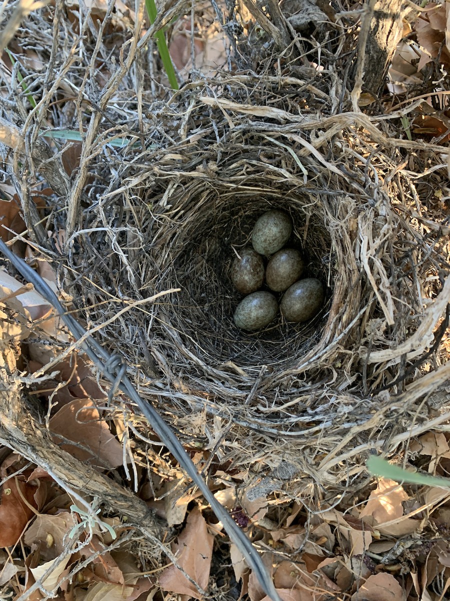 Brewer's Blackbird - ML619323931