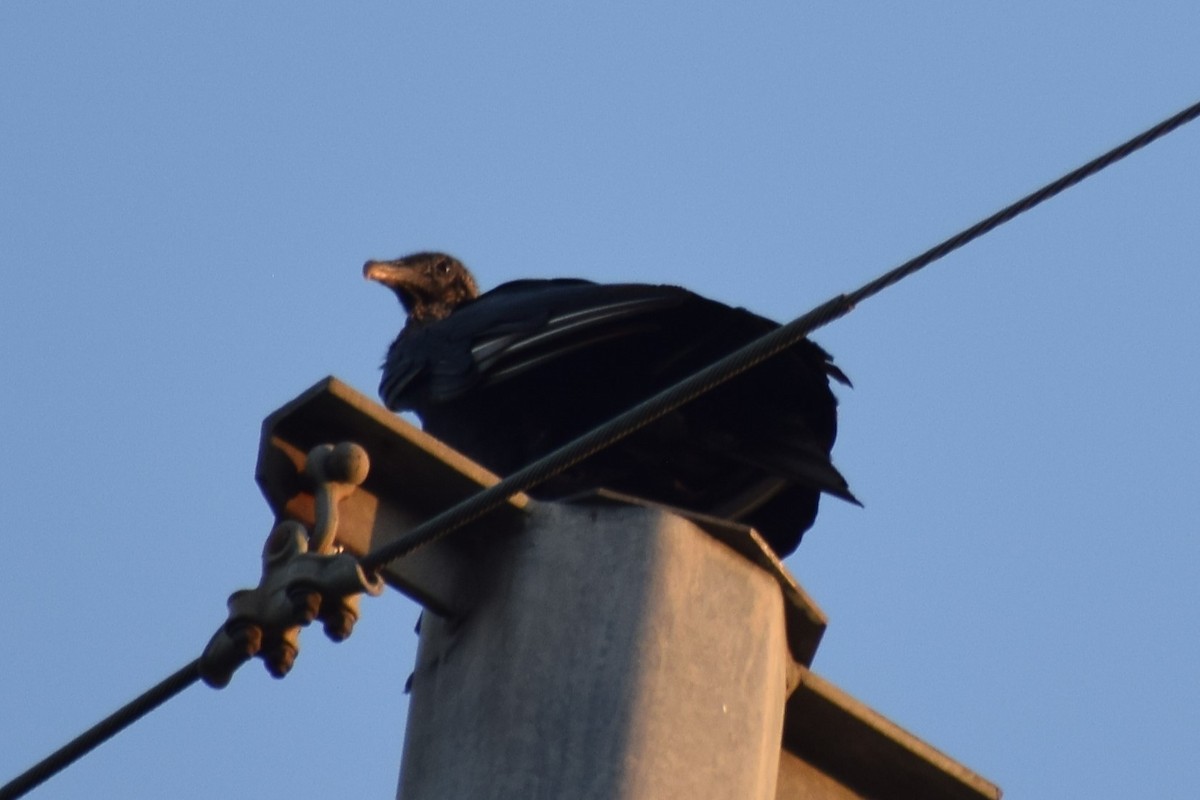 Black Vulture - Jackson Bridgeforth