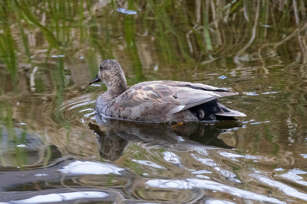 Ipar-ahatea - ML619323944