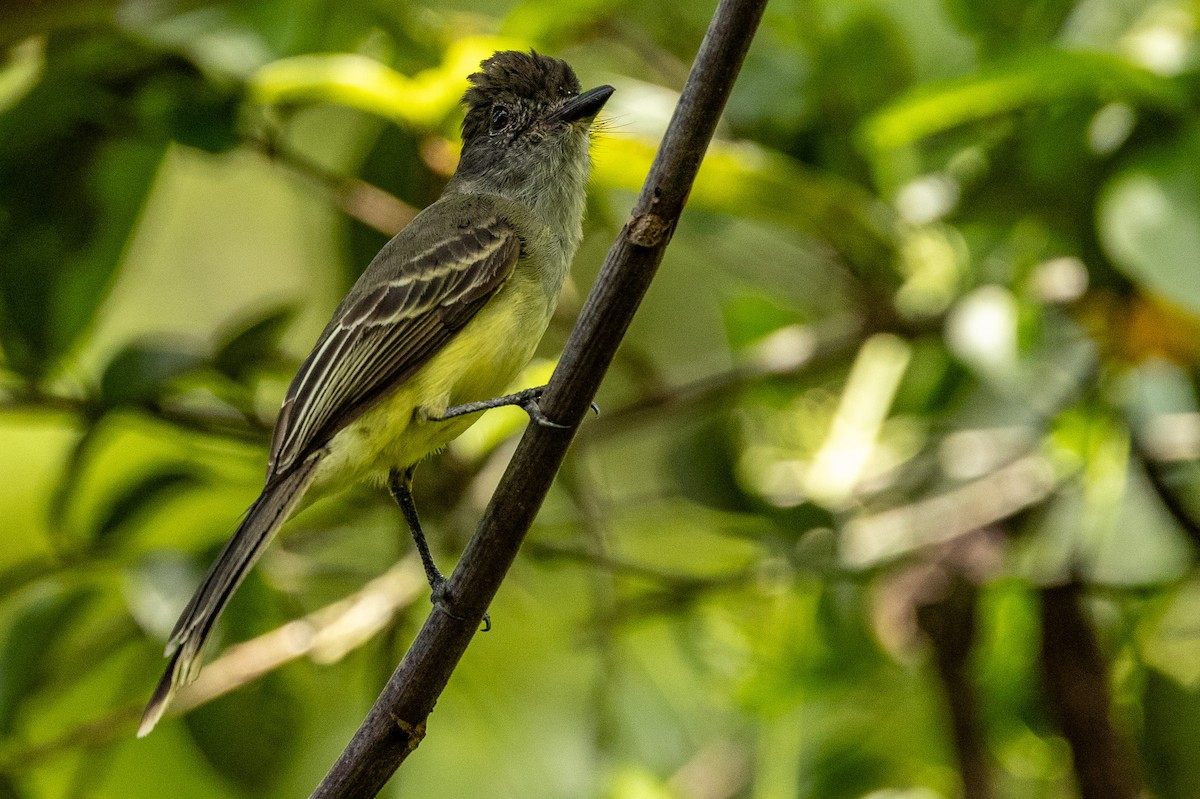 Apical Flycatcher - Michael Cook