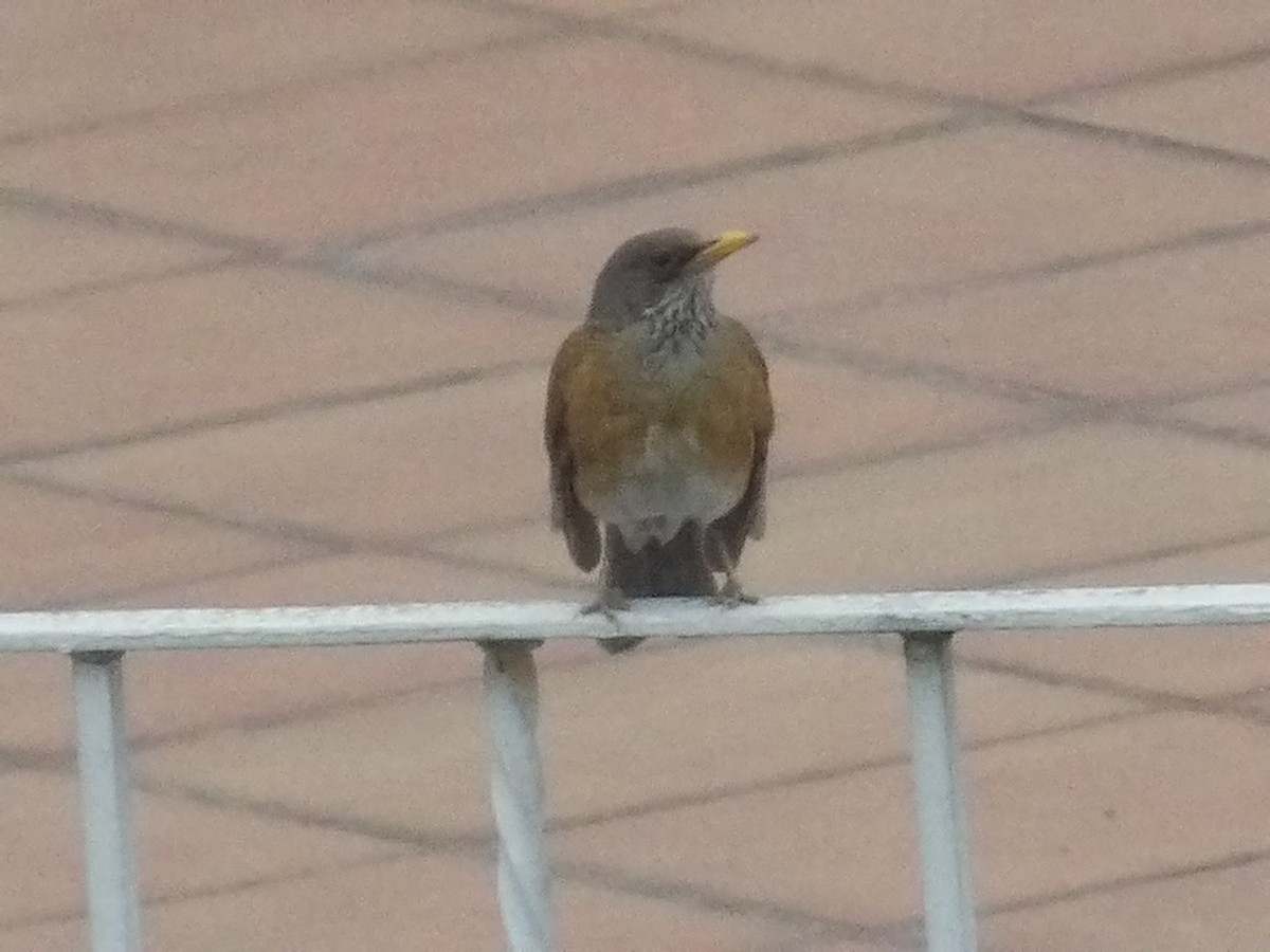 Rufous-backed Robin - Marcelo Gutierrez