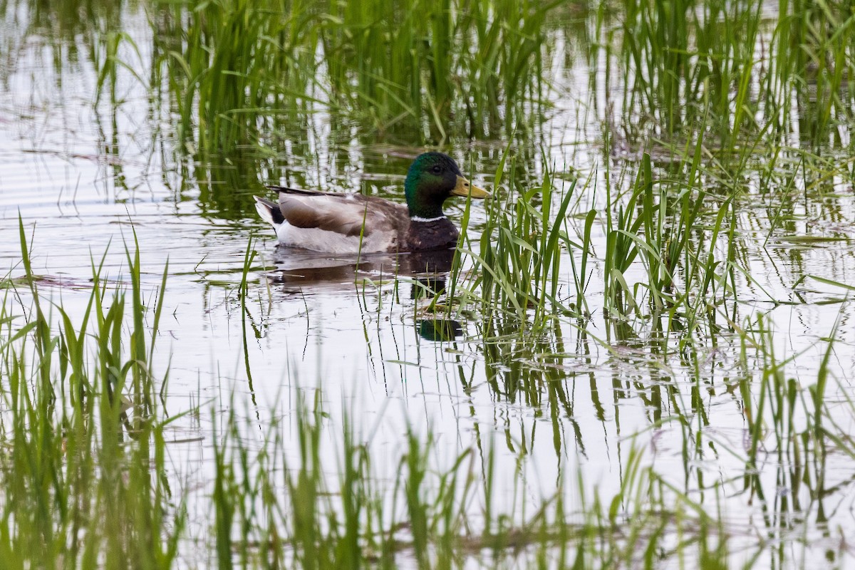 Basahatea - ML619323975