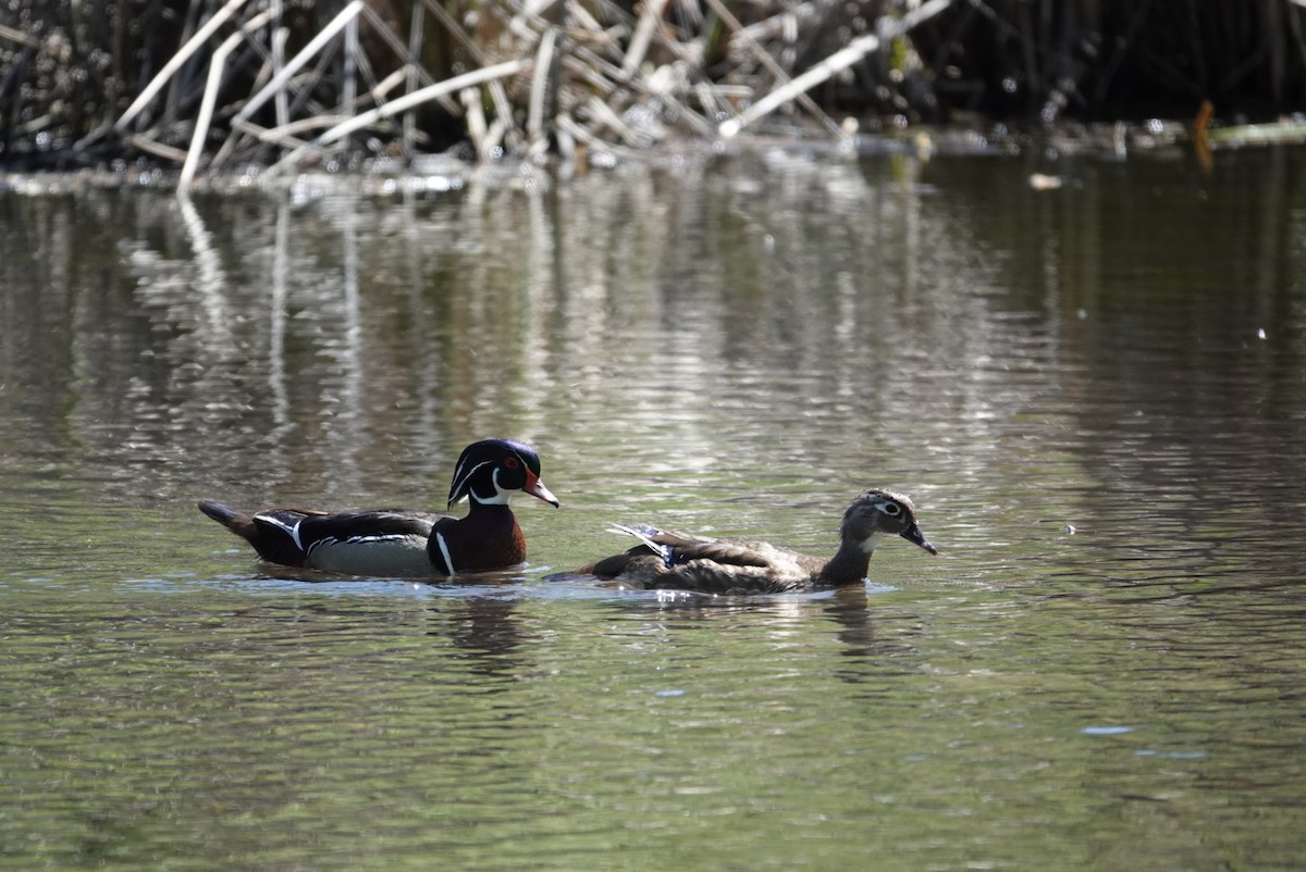 Wood Duck - ML619323985