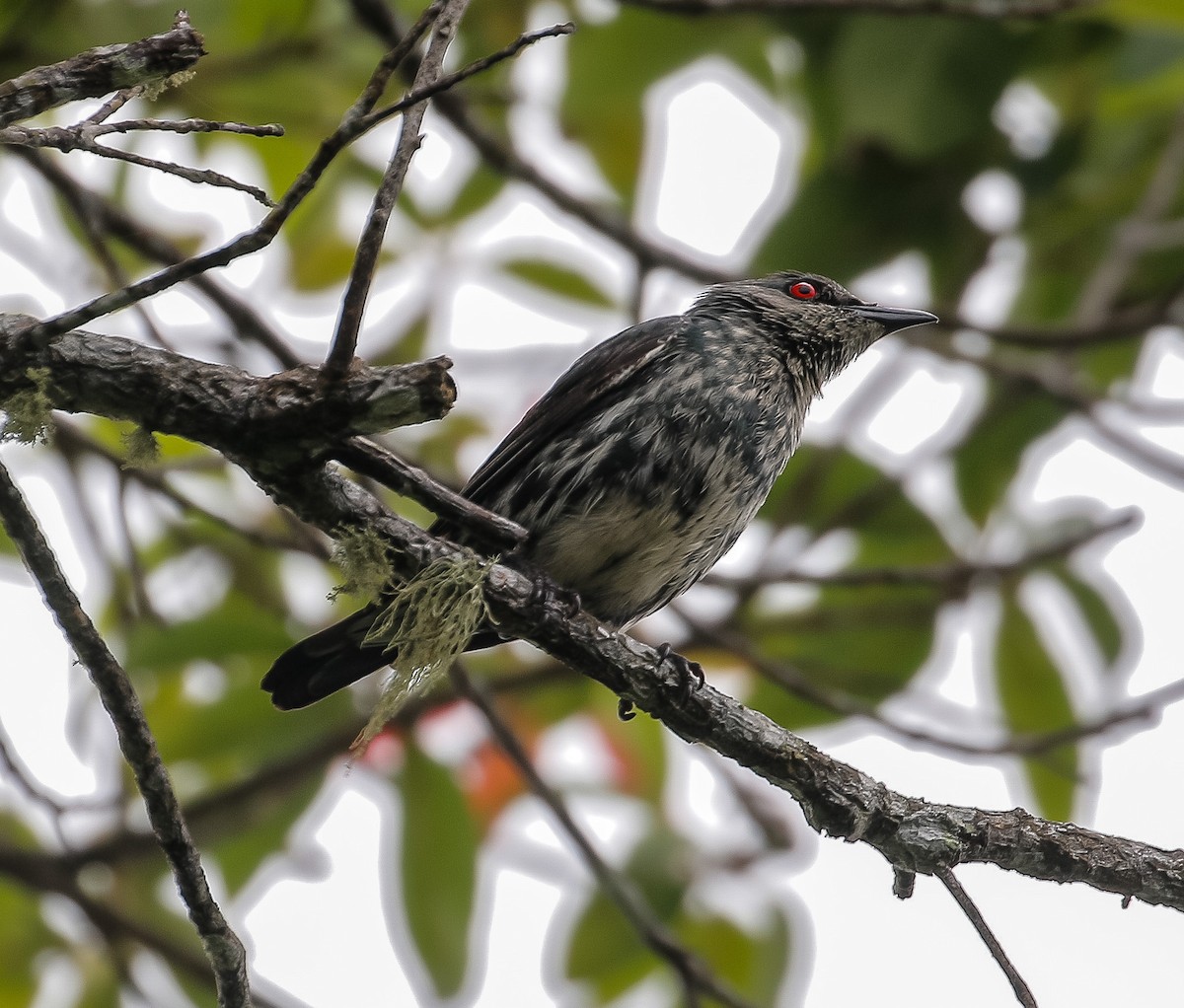 Asian Glossy Starling - ML619323989