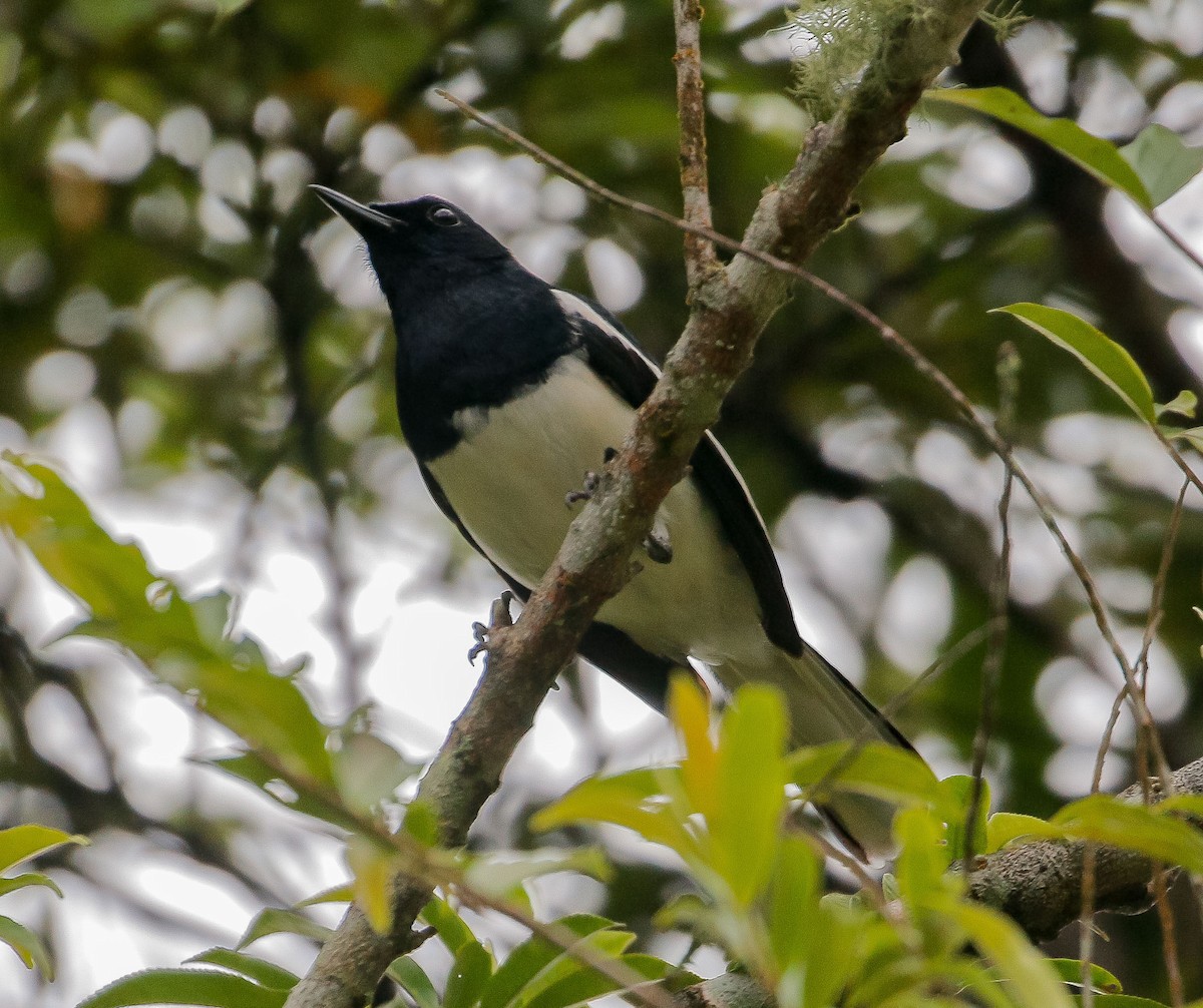 Oriental Magpie-Robin - Neoh Hor Kee