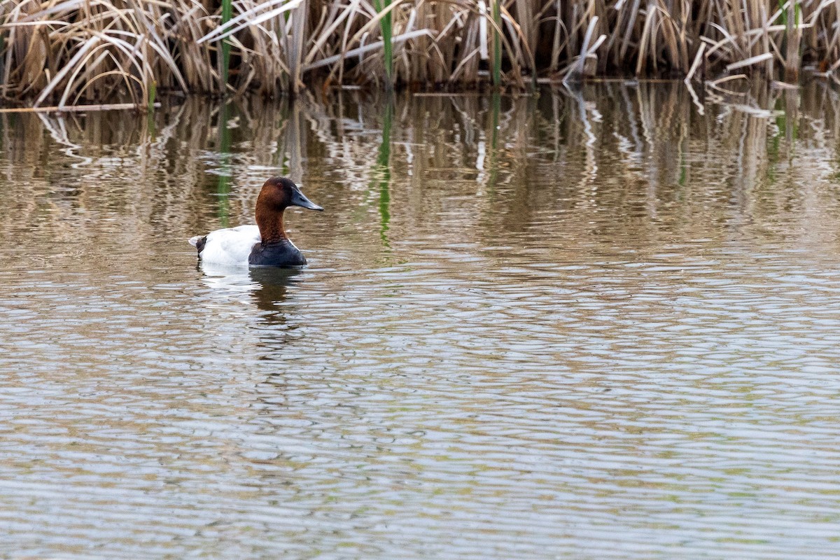 Murgilari bizkarzuria - ML619324037