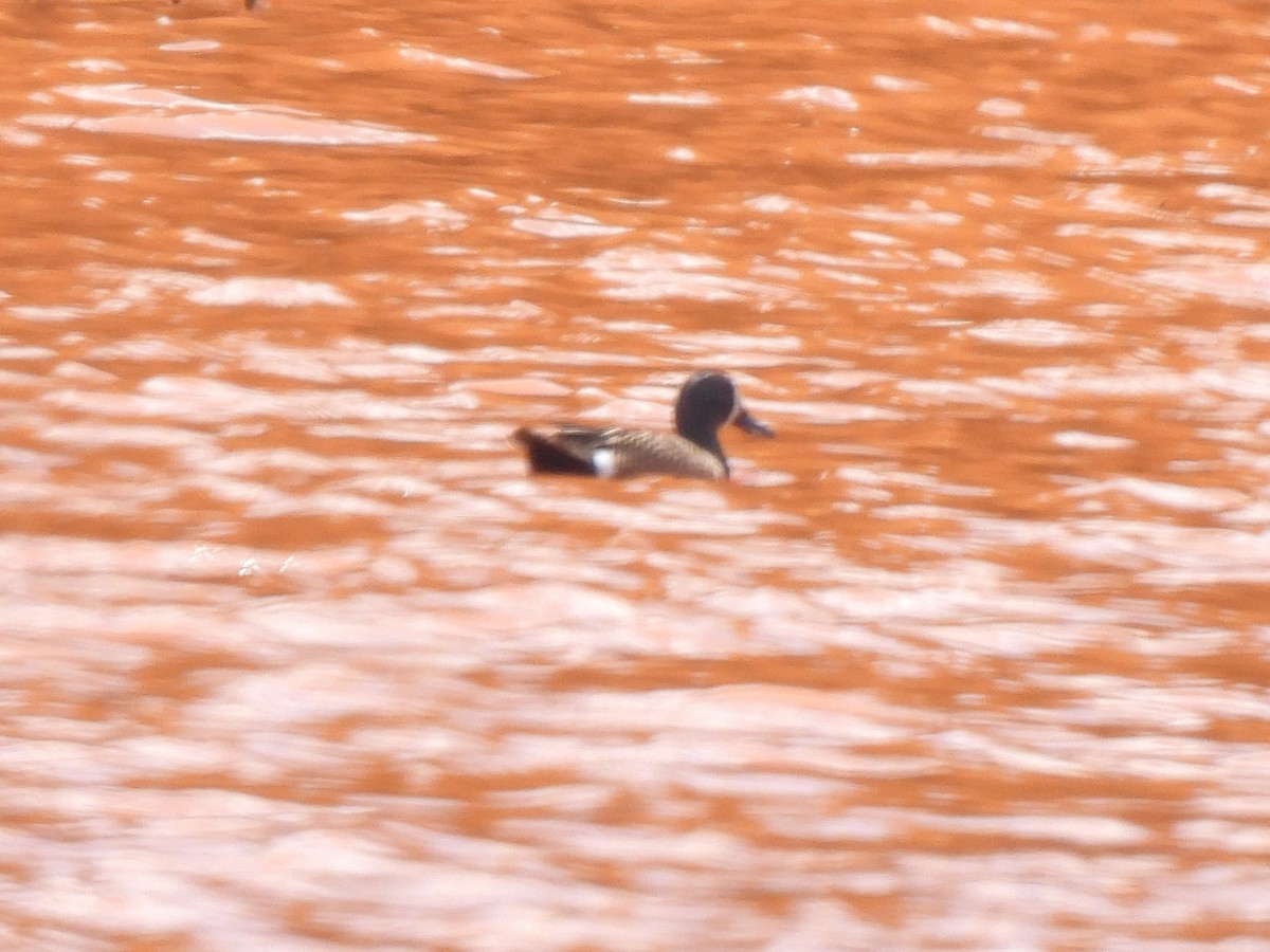 Blue-winged Teal - Ed Daniels