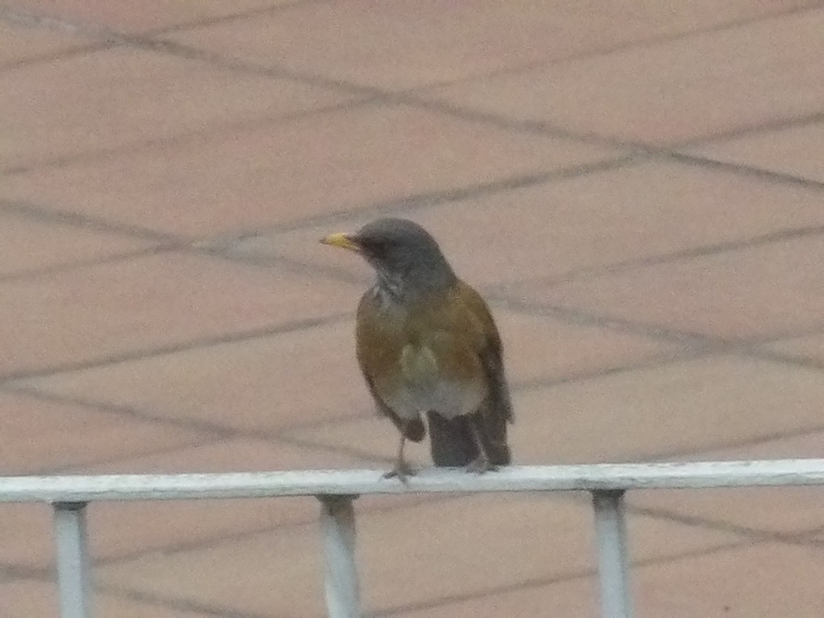 Rufous-backed Robin - Marcelo Gutierrez