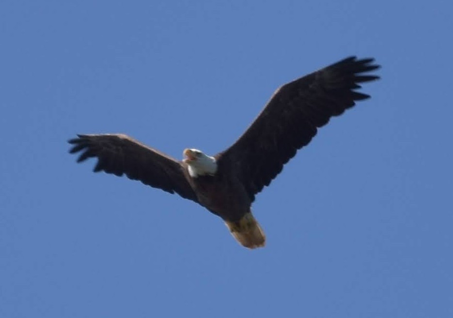 Bald Eagle - ML619324041