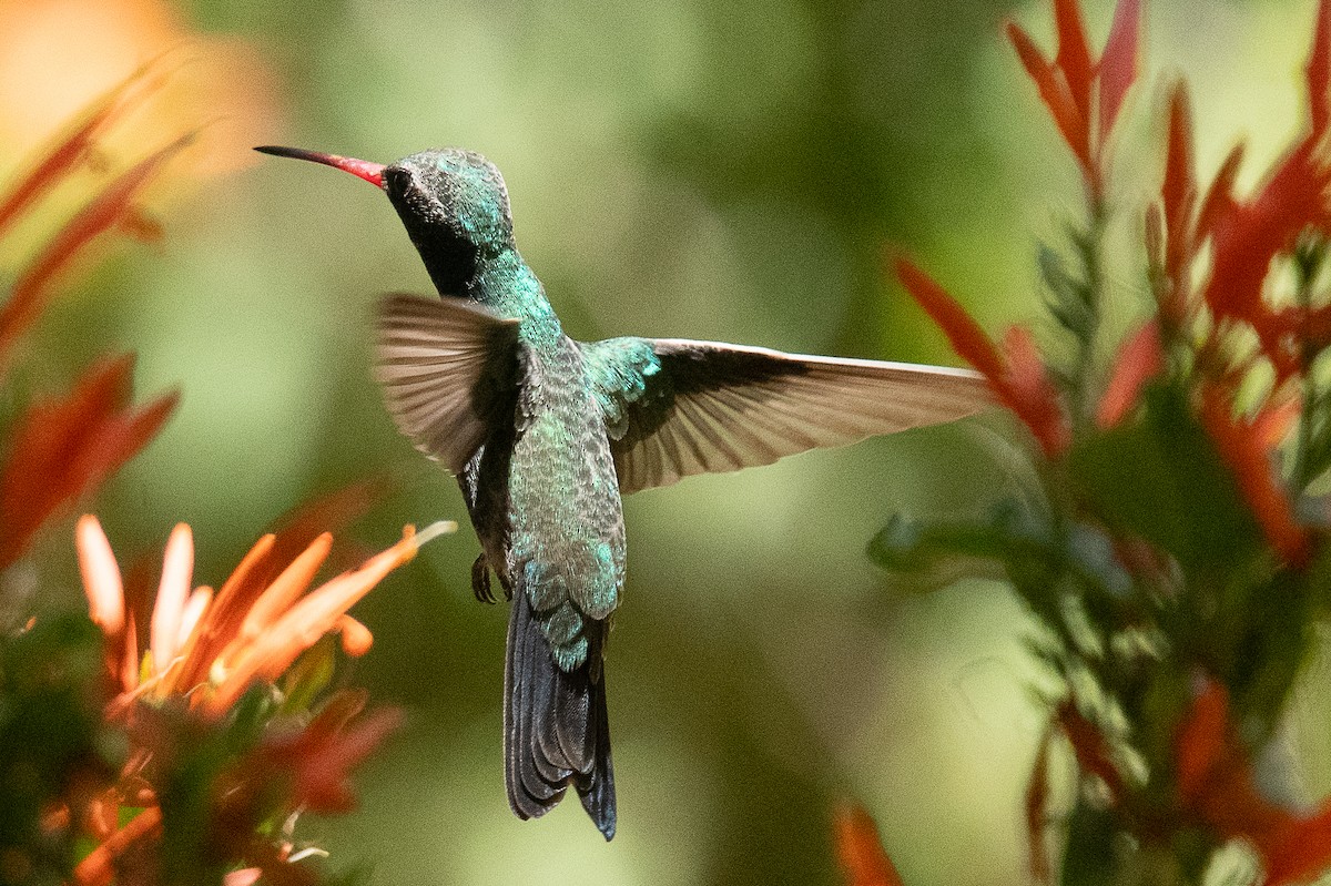 Broad-billed Hummingbird - Ken&Fay Broten