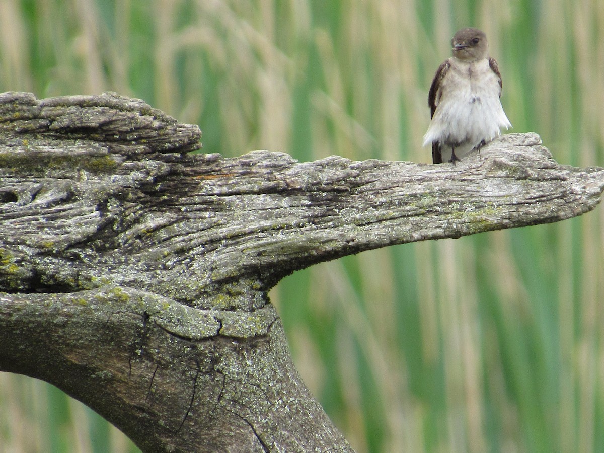 Northern Rough-winged Swallow - ML619324049