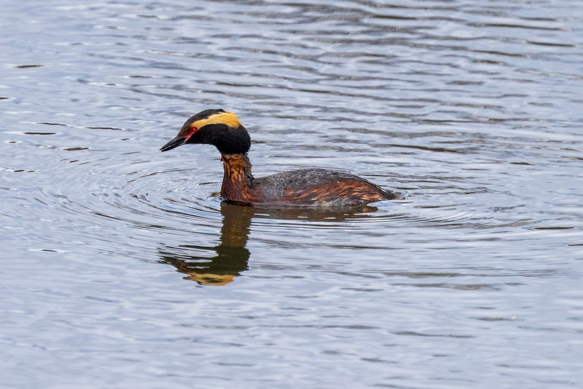 Txilinporta urrebelarria - ML619324051