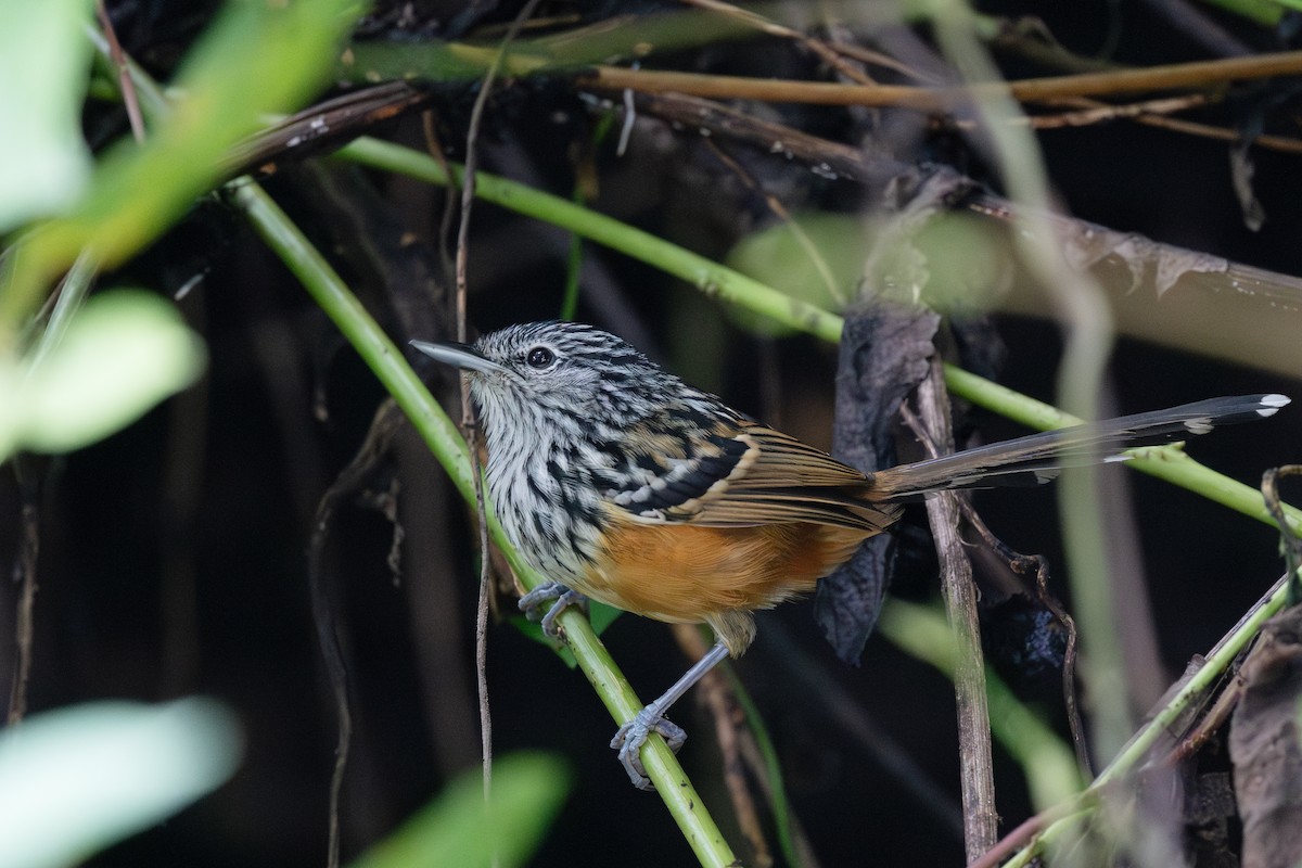 Santa Marta Antbird - Steve Heinl