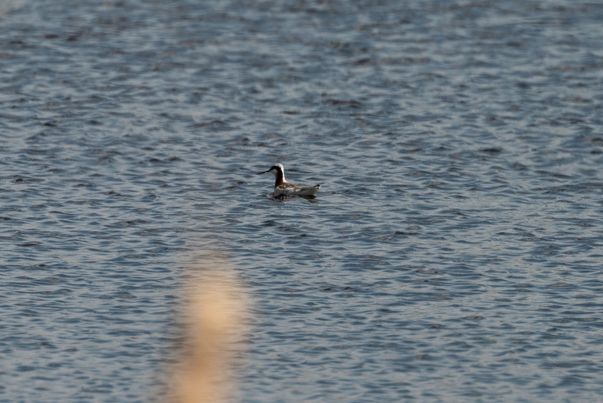 Wilson's Phalarope - David Broska