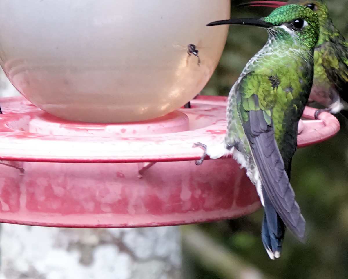 Green-crowned Brilliant - Marie Ostrander