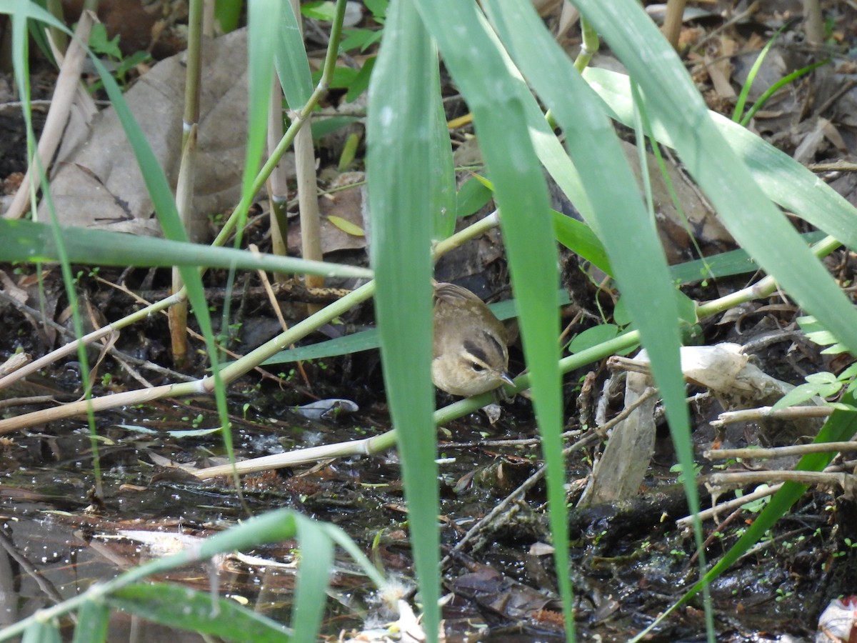 Black-browed Reed Warbler - Andy Liu