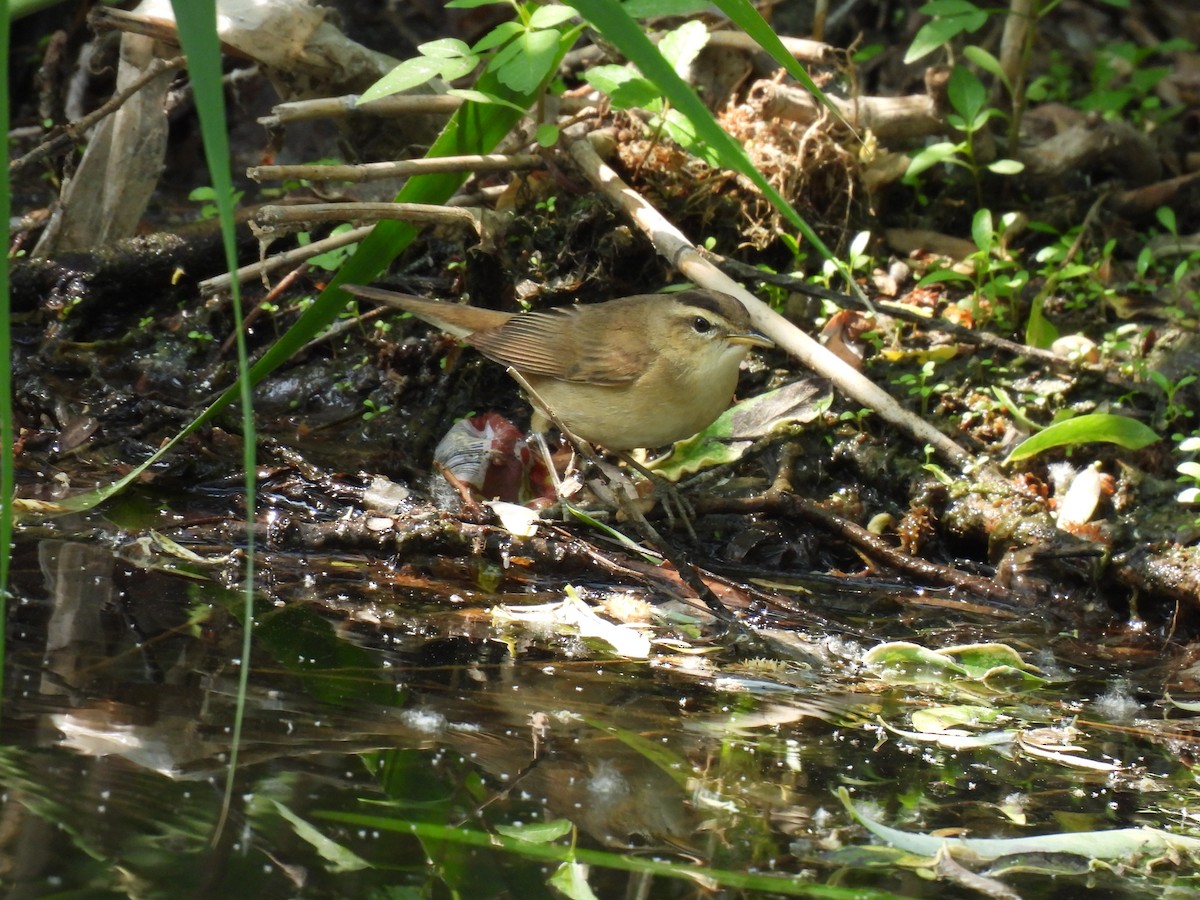 Black-browed Reed Warbler - Andy Liu