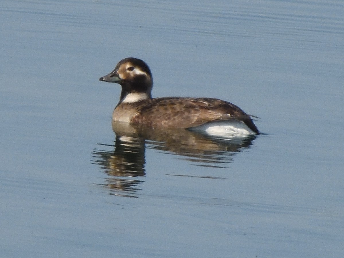 Long-tailed Duck - ML619324065