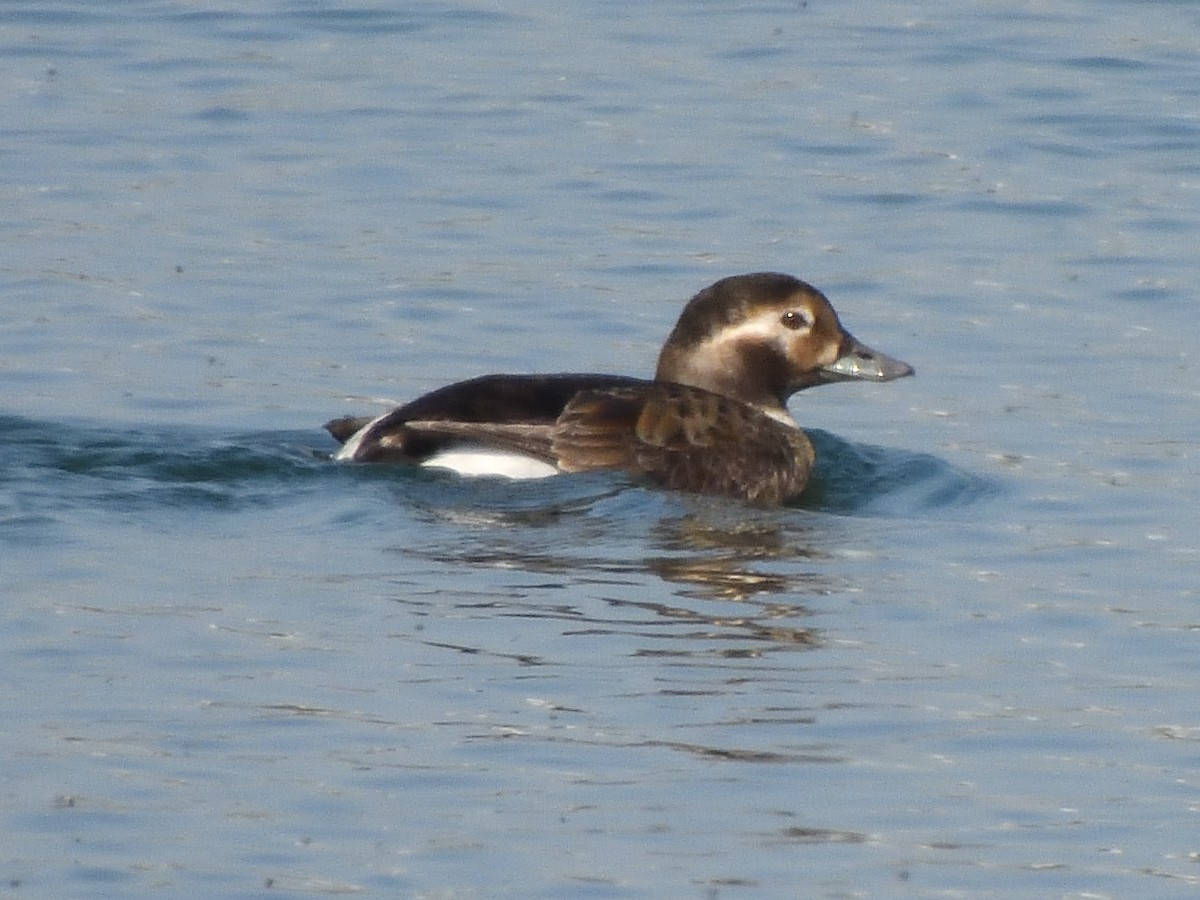 Long-tailed Duck - ML619324066