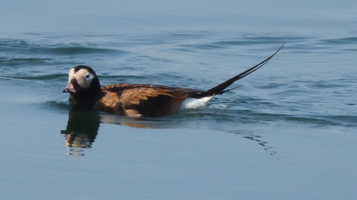 Long-tailed Duck - ML619324067