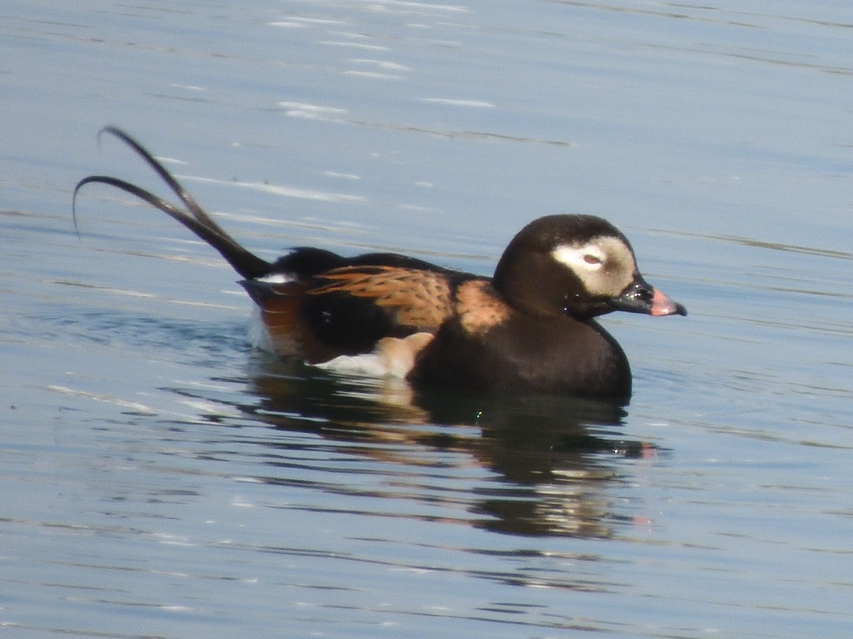 Long-tailed Duck - ML619324068