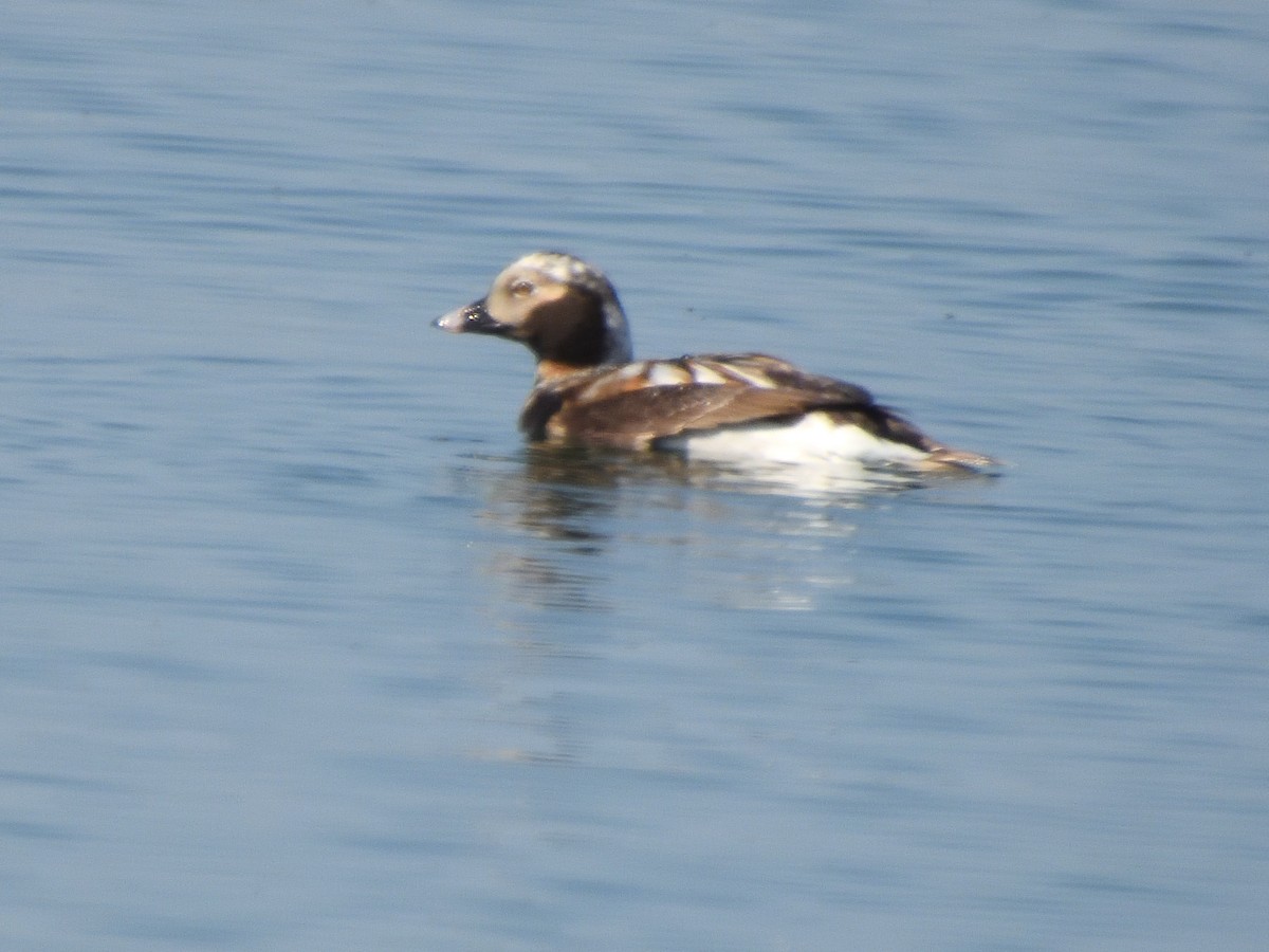 Long-tailed Duck - ML619324069