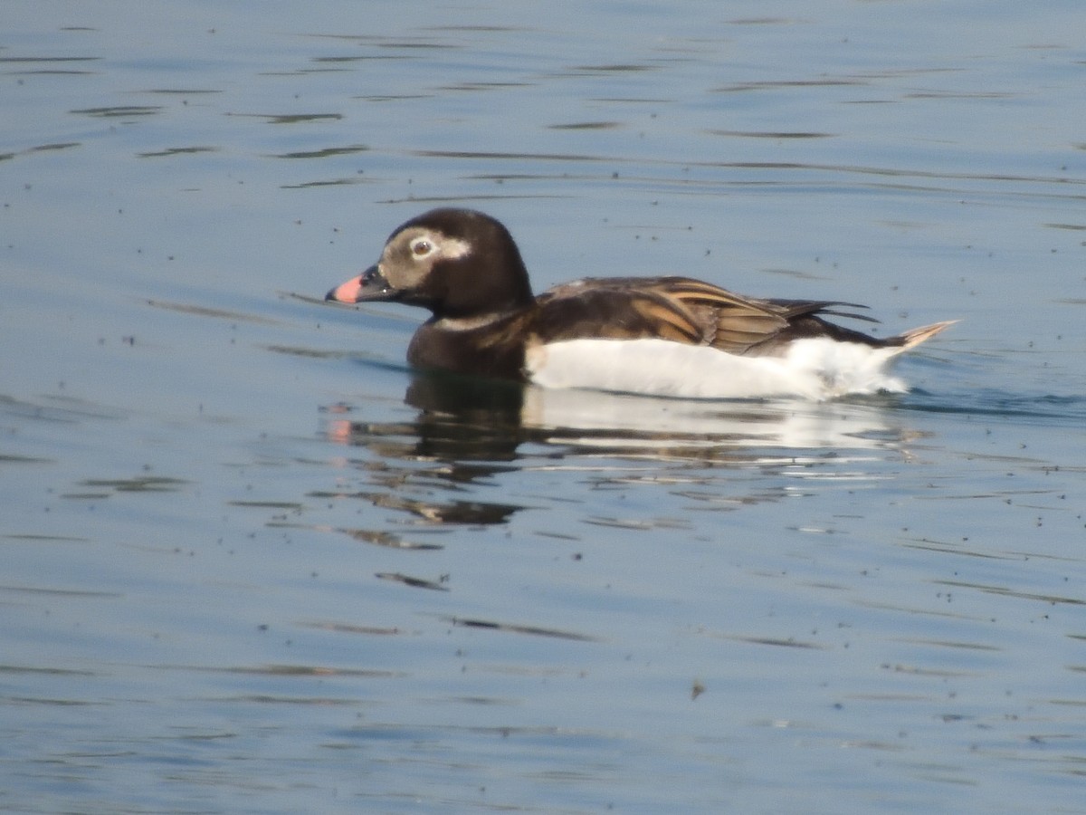 Long-tailed Duck - ML619324070