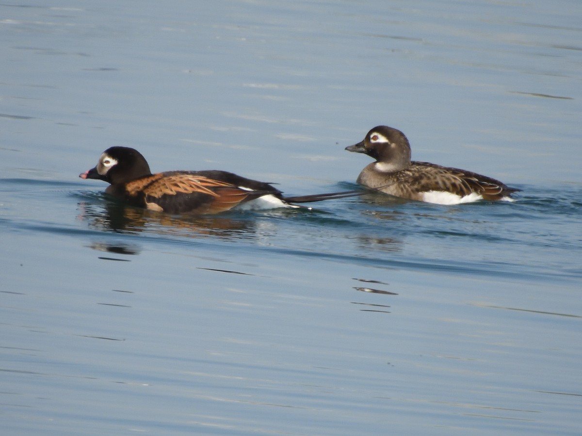 Long-tailed Duck - ML619324073