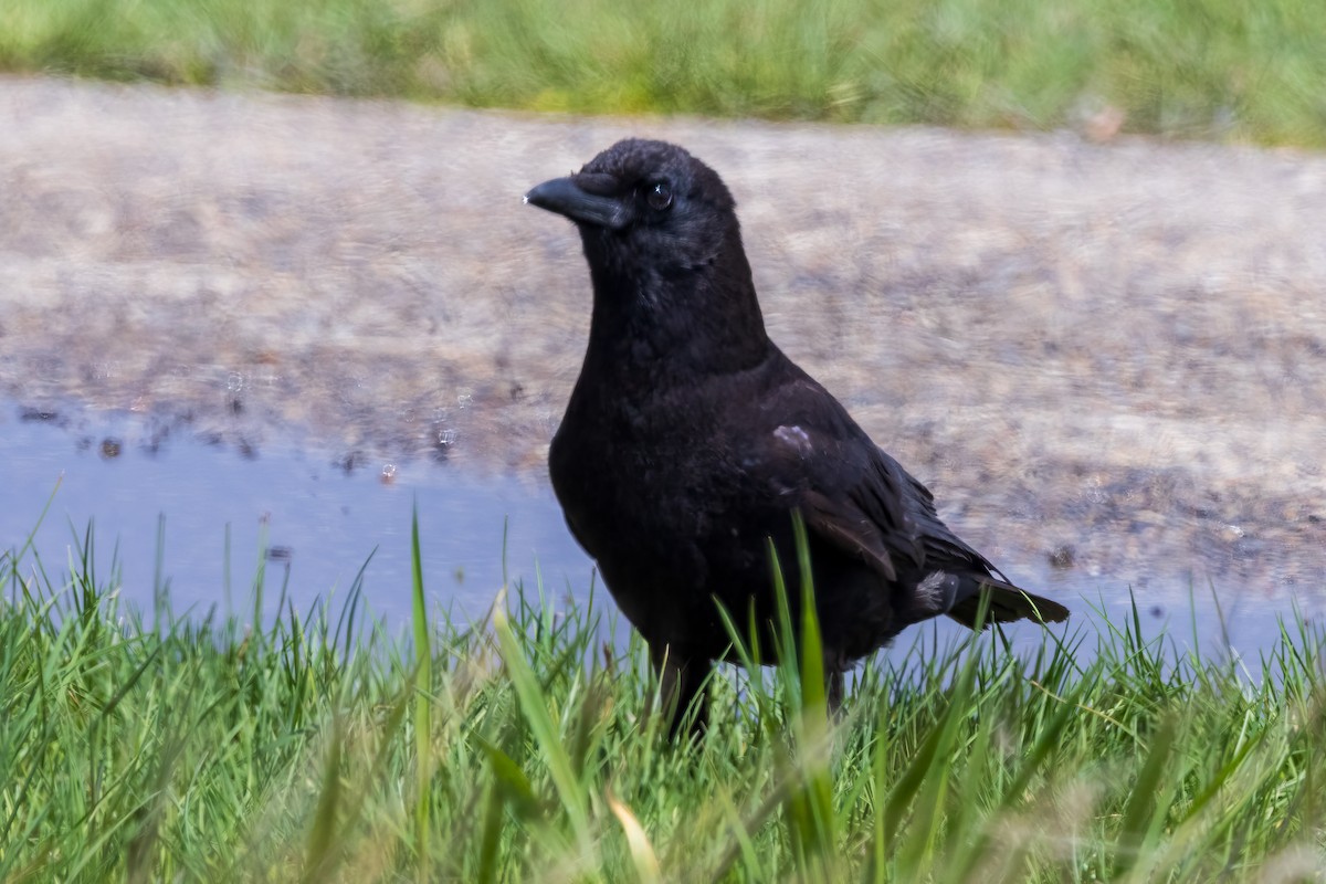 American Crow - ML619324083
