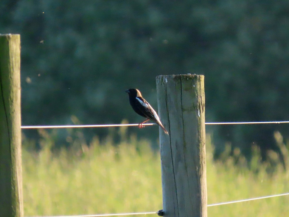 bobolink americký - ML619324090