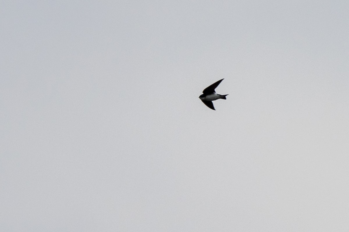 Elai kolorebikoa - ML619324091