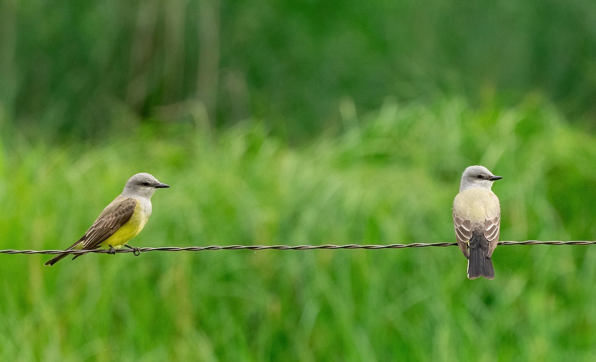 Western Kingbird - Linda Sullivan