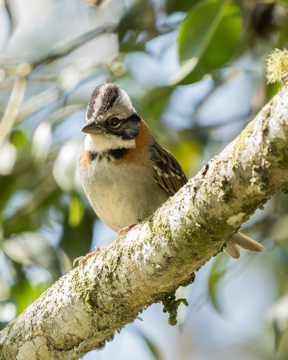 Rufous-collared Sparrow - Jairo Cadavid