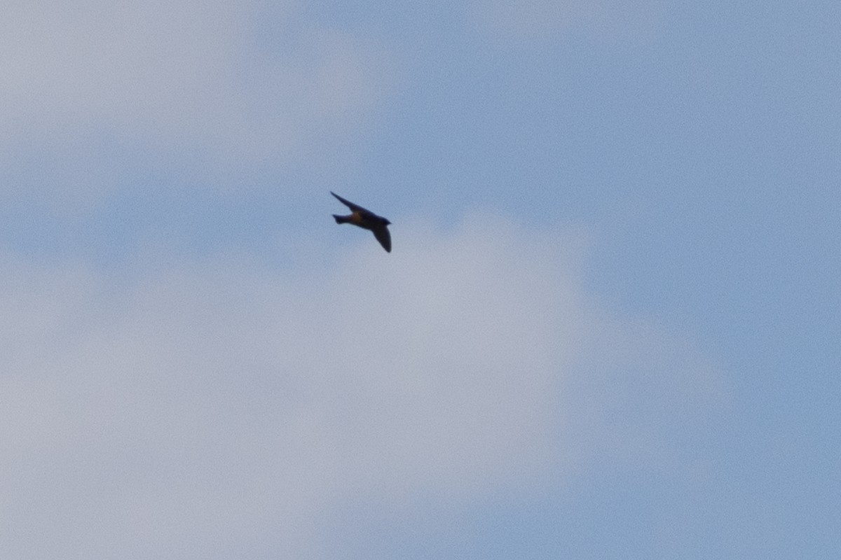 Labar-enara amerikarra - ML619324100